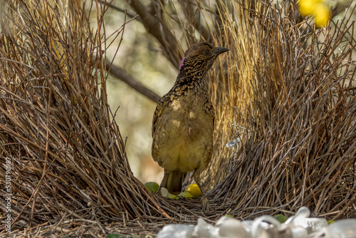 Fotobehang Western Bowerbird in Northern Territory Australia