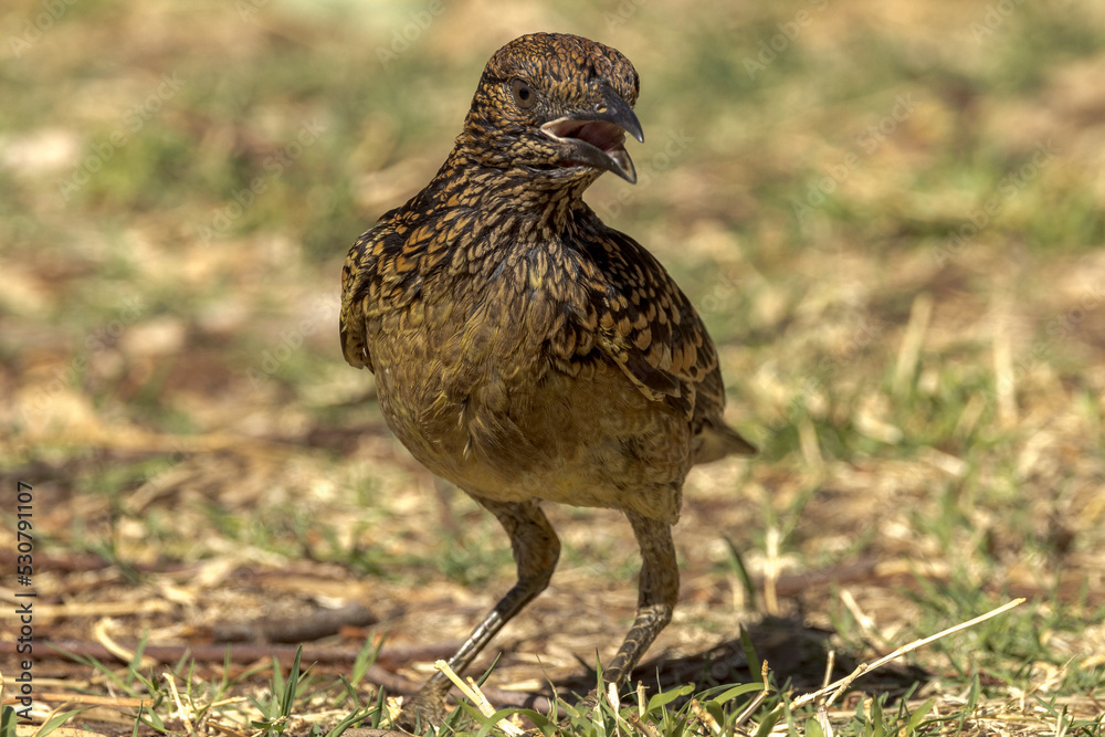 Western Bowerbird in Northern Territory Australia Western Bowerbird in Northern Territory Australia