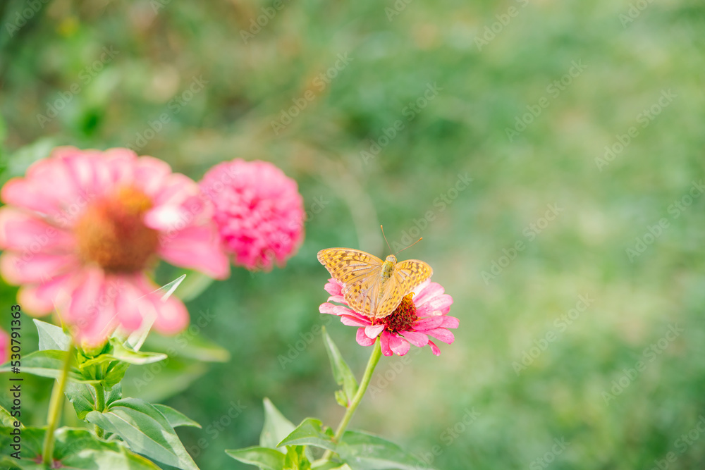 A beautiful orange butterfly sits on a pink flower. Beauty is in nature. The butterfly drinks nectar and pollinates flowers. Natural background. A beautiful orange butterfly sits on a pink flower. Beauty is in nature. The butterfly drinks nectar and pollinates flowers. Natural background.
