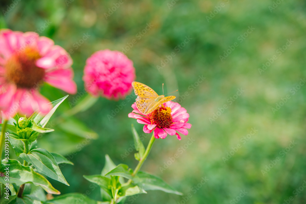 A beautiful orange butterfly sits on a pink flower. Beauty is in nature. The butterfly drinks nectar and pollinates flowers. Natural background. A beautiful orange butterfly sits on a pink flower. Beauty is in nature. The butterfly drinks nectar and pollinates flowers. Natural background.
