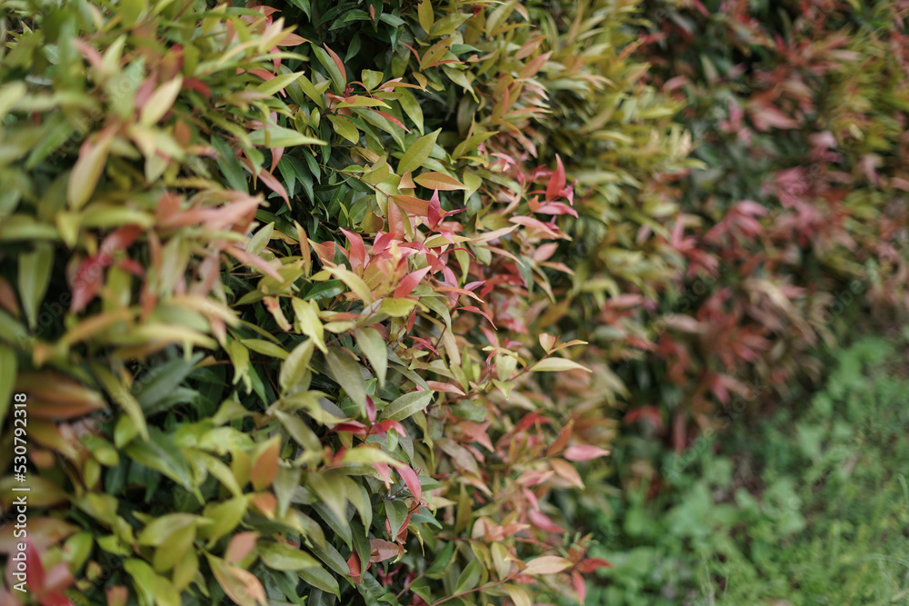 green plants in the home garden