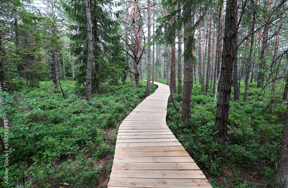 Fototapeta premium naturalne tło, naturalne piękno, naturalne, natura, rzeka san, bieszczady, torfowisko, tło, podróże, plener, krajobraz, zielonyTarnawa Wyżna Torfowisko w Bieszczadach, nad Sanem 