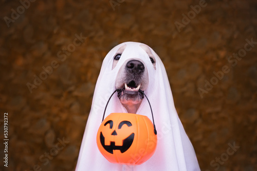 Photography A dog dressed as a Halloween ghost
