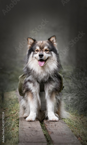 Portrait of a young Finnish Lapphund dog