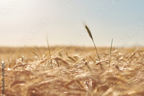 Slika na platnu An ear of wheat appears among the crops in the Community of Madrid