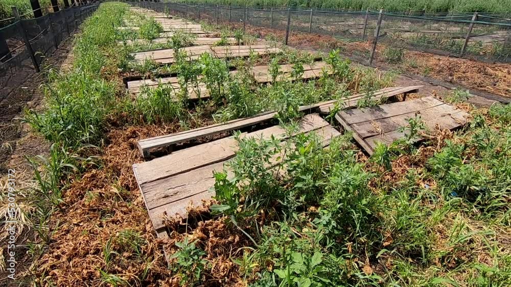 Snail farm. Boards on which snails grow on snail farm outdoors closeup