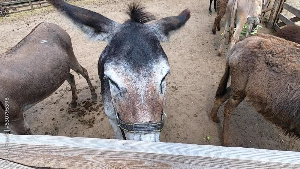 Domestic donkey, ass. Many donkeys standing in paddock at donkey farm