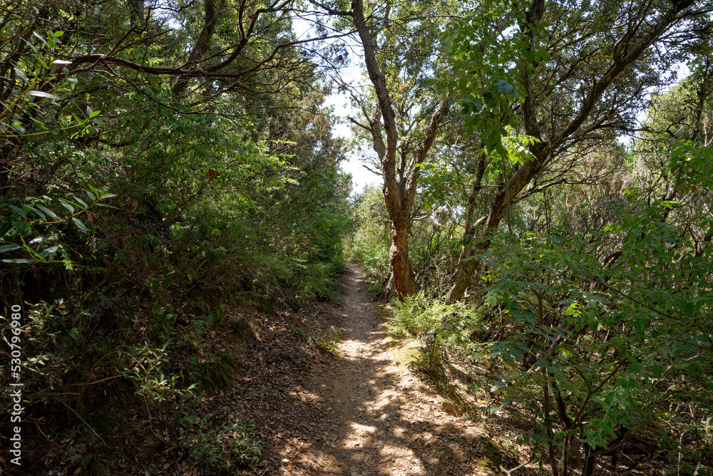 Italien - Toskana - Populonia - Wanderweg zu den Klosterruinen von San Quirico Italien - Toskana - Populonia - Wanderweg zu den Klosterruinen von San Quirico