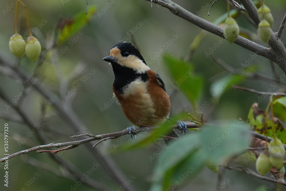 varied tit on a japanese snowbell tree varied tit on a japanese snowbell tree