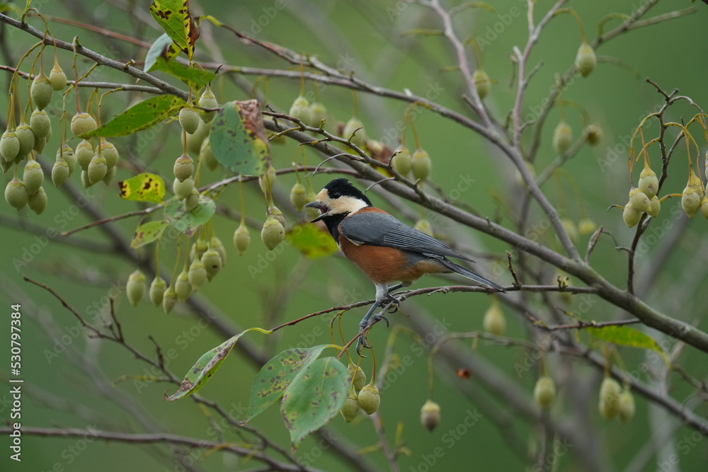 varied tit on a japanese snowbell tree varied tit on a japanese snowbell tree