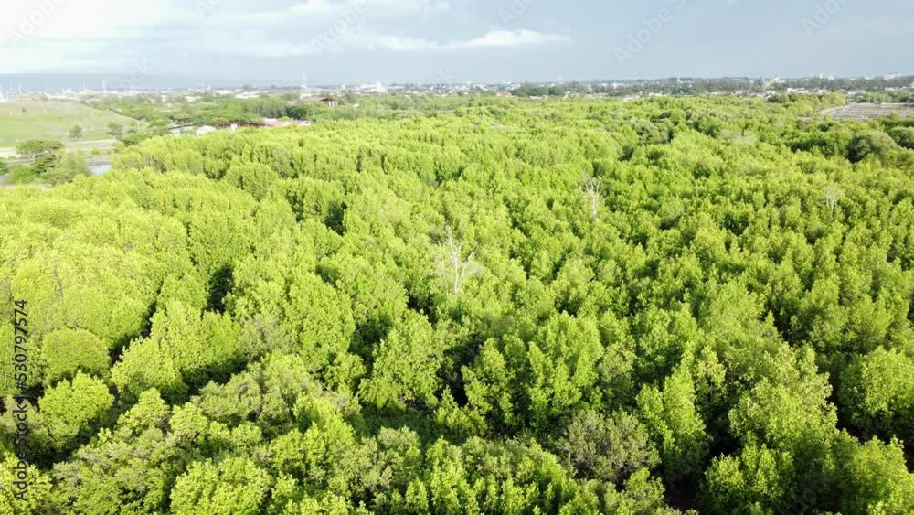 Aerial view of the beautiful mangrove forest in the western tip of Indonesia. Aerial view of the beautiful mangrove forest in the western tip of Indonesia.