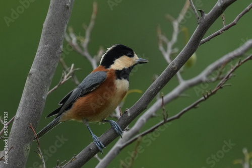 varied tit on a japanese snowbell tree