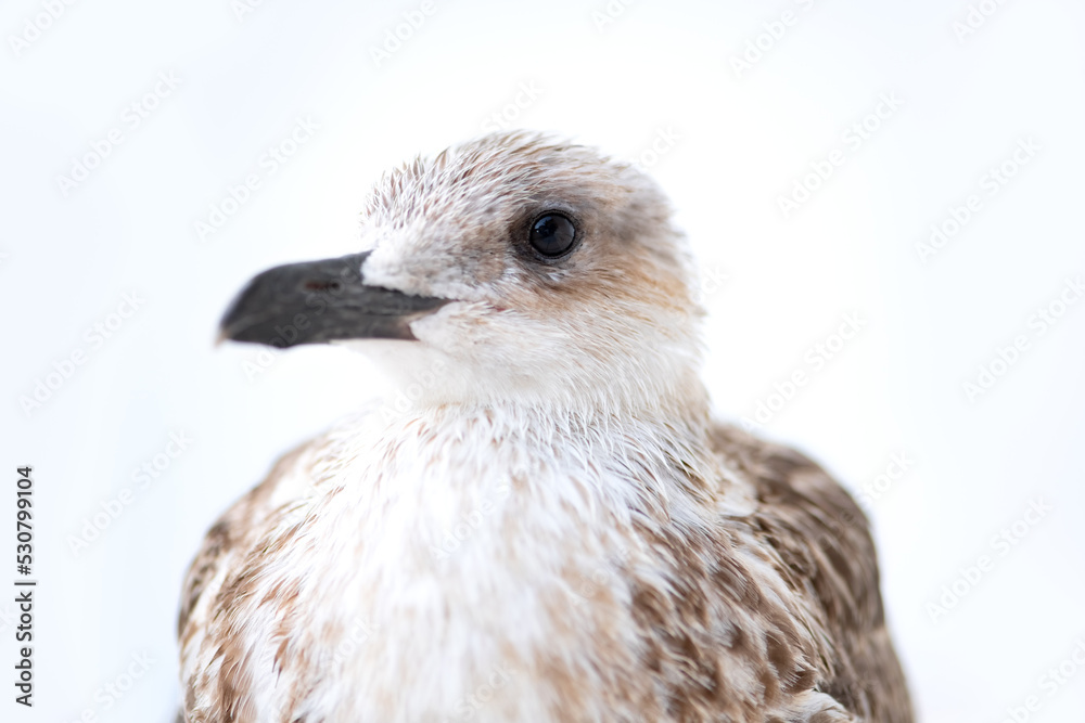 Seagull (Laridae) portrait in Marina Piccola on Capri island Italy. Juvenile wild seabeard begging for food with dark eye and beak. Macro close up of common predator isolated on white background. Seagull (Laridae) portrait in Marina Piccola on Capri island Italy. Juvenile wild seabeard begging for food with dark eye and beak. Macro close up of common predator isolated on white background.