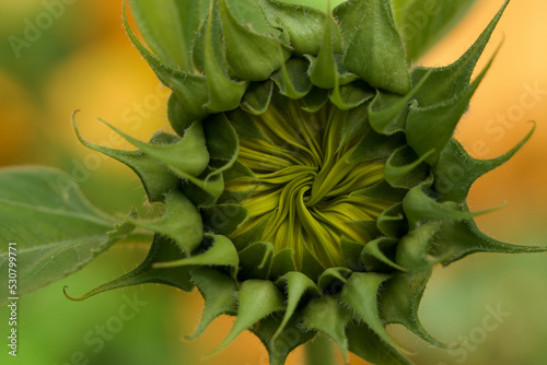 Sunflower flower head about to open