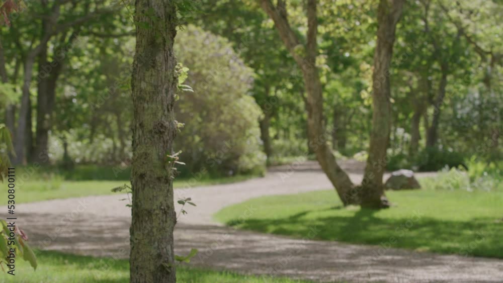 Panning around trees on long driveway in Martha's Vineyard in slow motion Panning around trees on long driveway in Martha's Vineyard in slow motion
