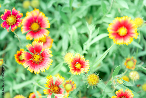 Vivid fresh bright sweet colorful of flower in the garden with blur green leaves background, to Beautiful flower concept.