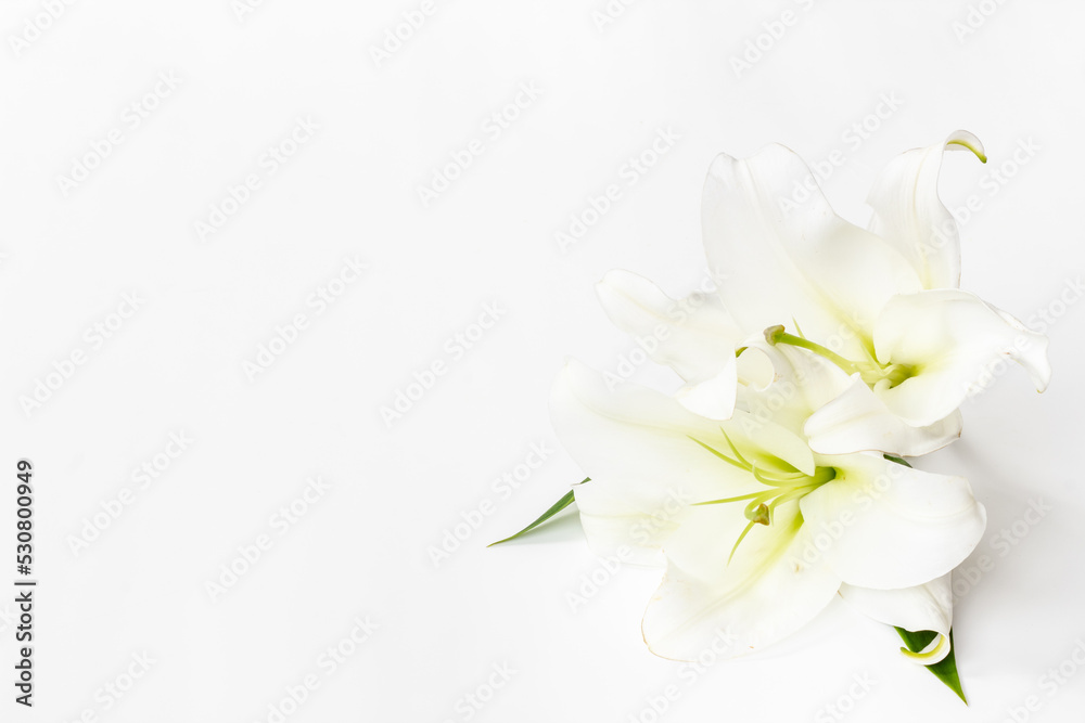 Fototapeta premium White liles flowers. Mourning or funeral background. Floral mock up