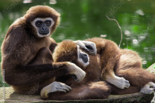 Two gibbons enjoying the sunshine at Ouwehands dierenpark zoo