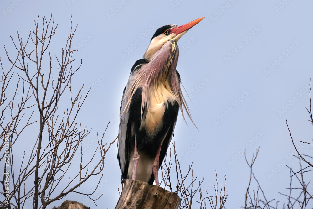 Ardeapurpurea, Purple heron, massive longlegged wading bird with long