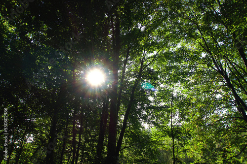 Wald zahlreiche B  ume lichtdurchflutet Sonne scheint durch die Bl  tter lensflare Sonnenstrahlen sichtbar mit farbigem Rand