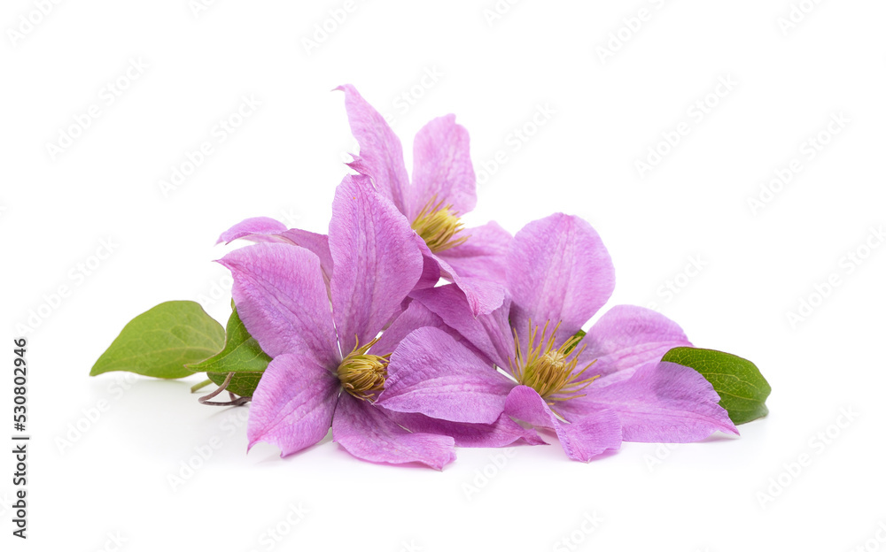 Purple clematis with green leaves. Purple clematis with green leaves.