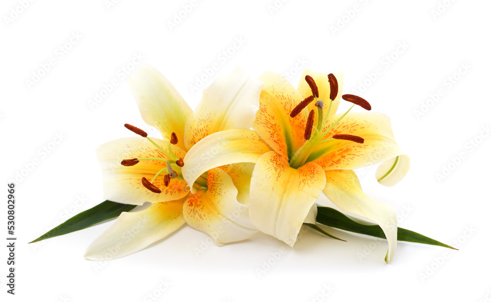 Fototapeta premium Two orange lilies.