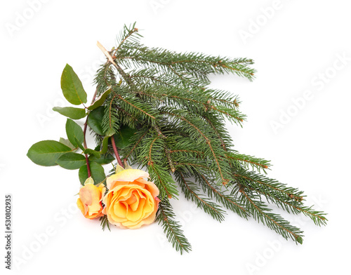 Green branches of pine with orange rose.