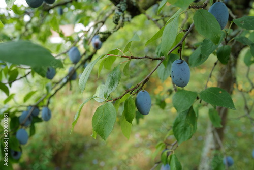 Plums ripe and ready for harvesting in a German garden