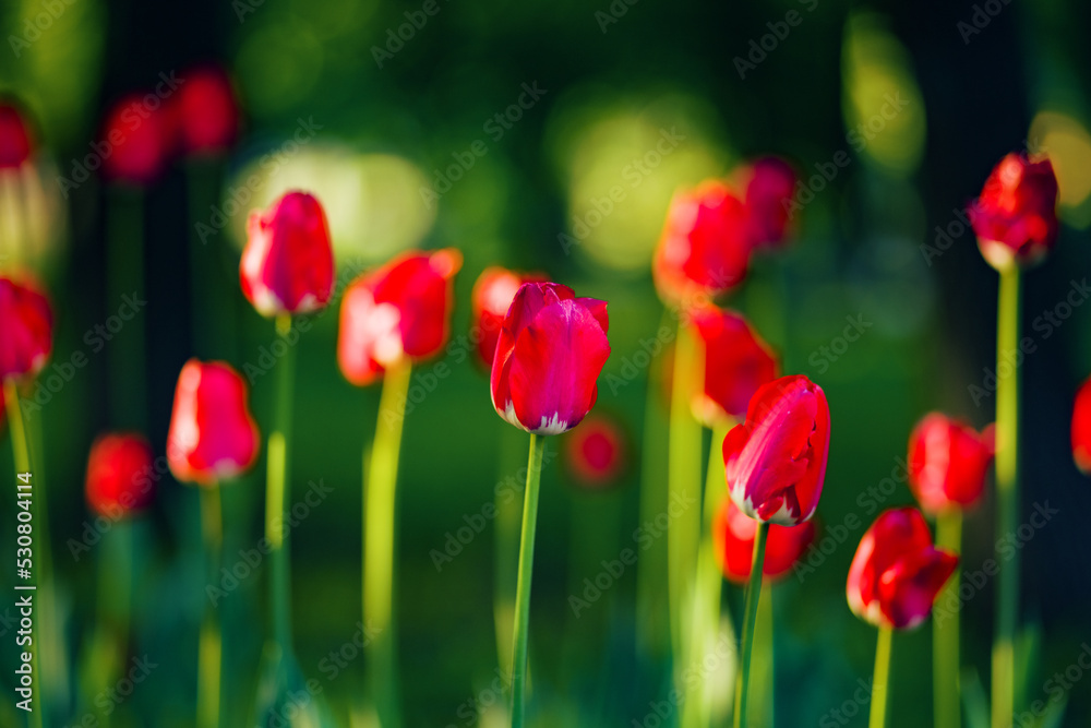 Obraz premium Close-up of a flower bed of red tulips