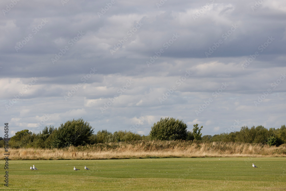 Fototapeta premium Green lawn autumn cloudy day. Gulls. 