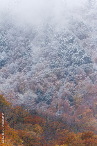 初冬　紅葉と初雪の山　岐阜県白川村　  © naomi sugitani