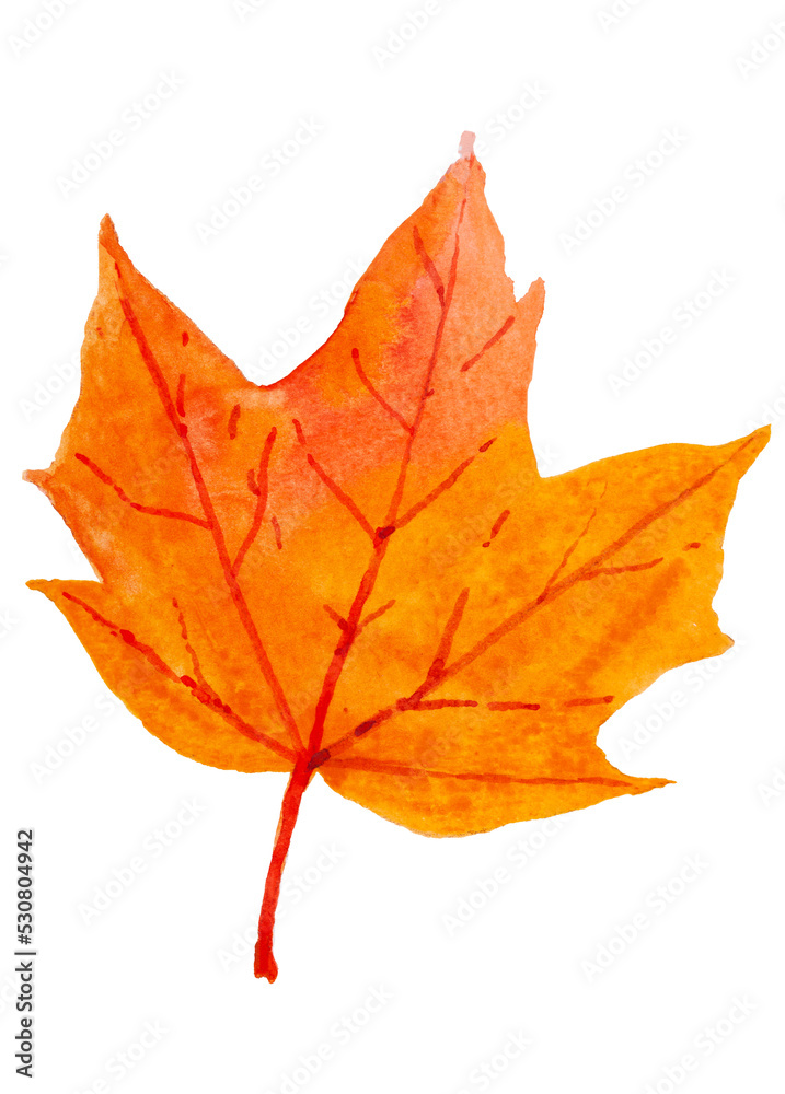 Watercolor illustration of yellow and red autumn leaves. Png files Watercolor illustration of yellow and red autumn leaves. Png files