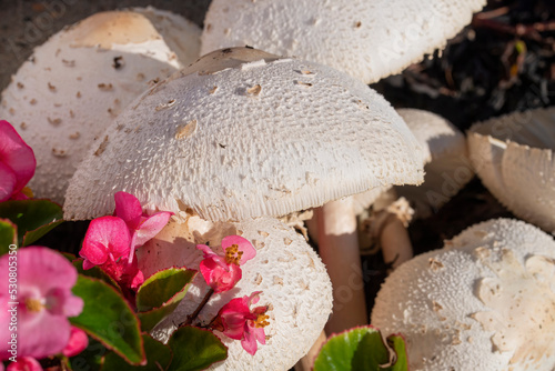 Cluster of mushrooms grow in a flower garden photo