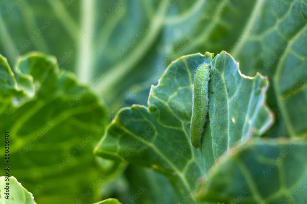 One pest caterpillar on the leaves of white cabbage in the vegetable garden in summer One pest caterpillar on the leaves of white cabbage in the vegetable garden in summer