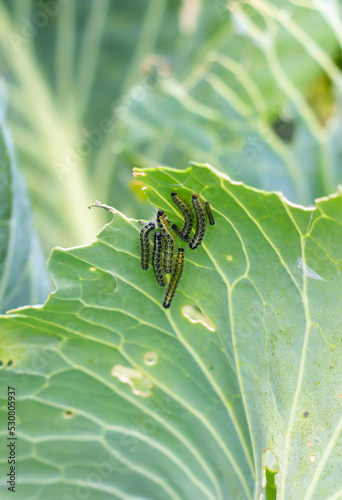 A group of several pest caterpillars on the leaves of white cabbage in the vegetable garden in summer
