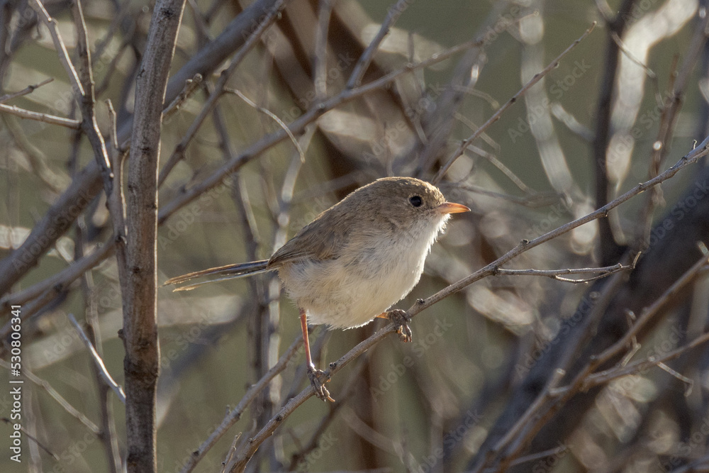 White-winged Fairywren in Northern Territory Australia White-winged Fairywren in Northern Territory Australia