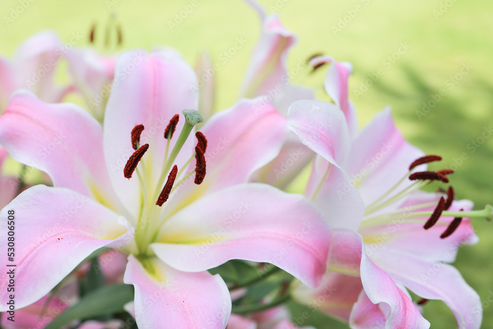 Fototapeta premium Beautiful pink lily flowers close-up on a blurry park background. Selective focus