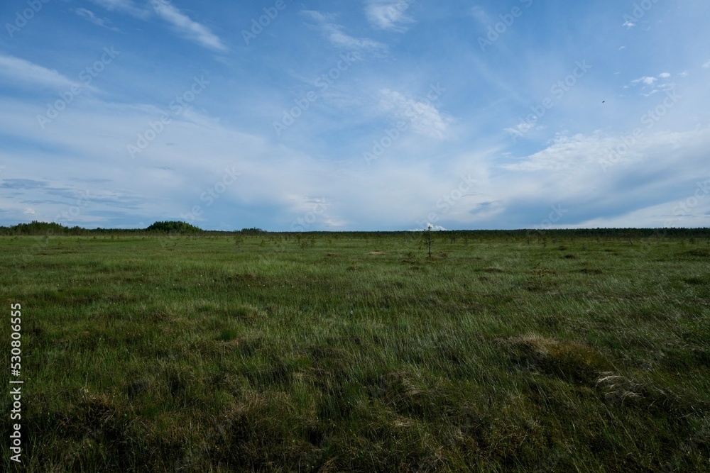 Empty swamp, swamp background, natural reserve 