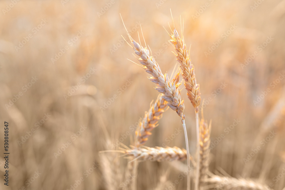 Fototapeta premium Straight ripe ears of wheat against the background of a blurred agricultural field. The concept of harvesting. Selective focus. Copy space