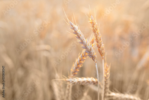 Straight ripe ears of wheat against the background of a blurred agricultural field. The concept of harvesting. Selective focus. Copy space © LariBat