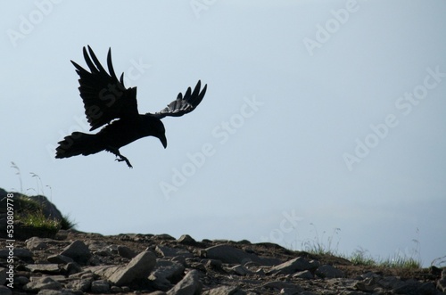 the raven in a flight