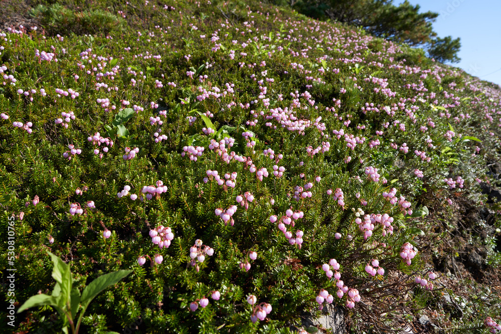 Pretty blue mountainheath growing in clusters on Daisetsuzan Mt. Asahidake Pretty blue mountainheath growing in clusters on Daisetsuzan Mt. Asahidake