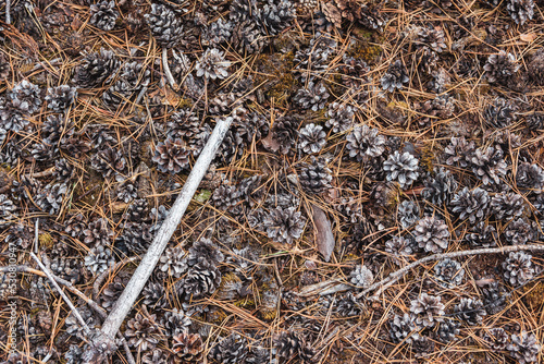 Pine cones and fallen needles in Forrest