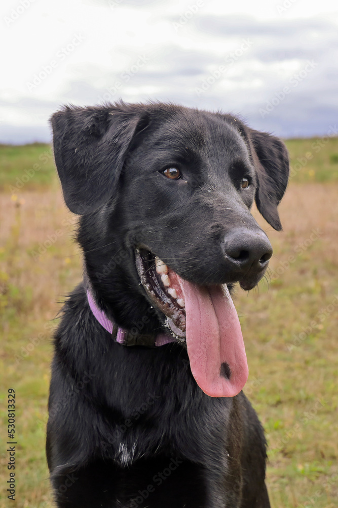 Pup van een herder - labrador kruising