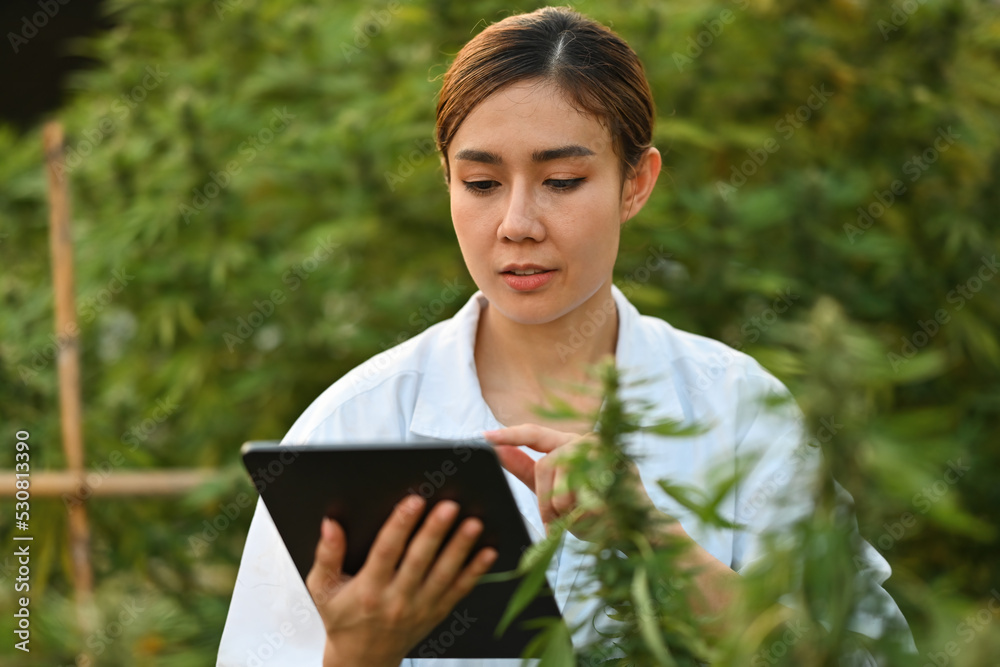 Examination of cannabis leaves by female scientists or researchers to record the results on tablet, Studies on the cultivation of cannabis plants and medicinal uses of cannabis. Examination of cannabis leaves by female scientists or researchers to record the results on tablet, Studies on the cultivation of cannabis plants and medicinal uses of cannabis.