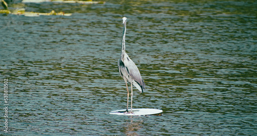 Grey heron