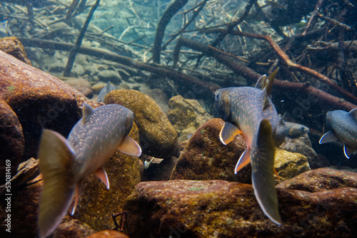 Underwater photography of Miyabei Wana in Lake Shikaribetsu, Hokkaido