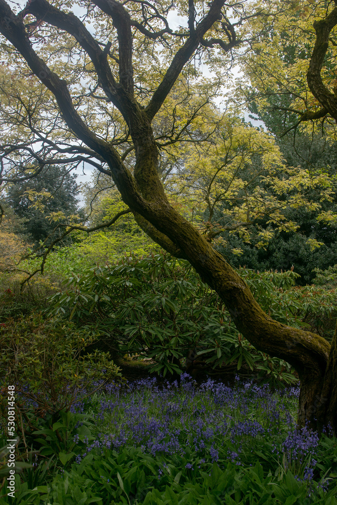 a tree in the botanic garden, a tree covered with moss a tree in the botanic garden, a tree covered with moss