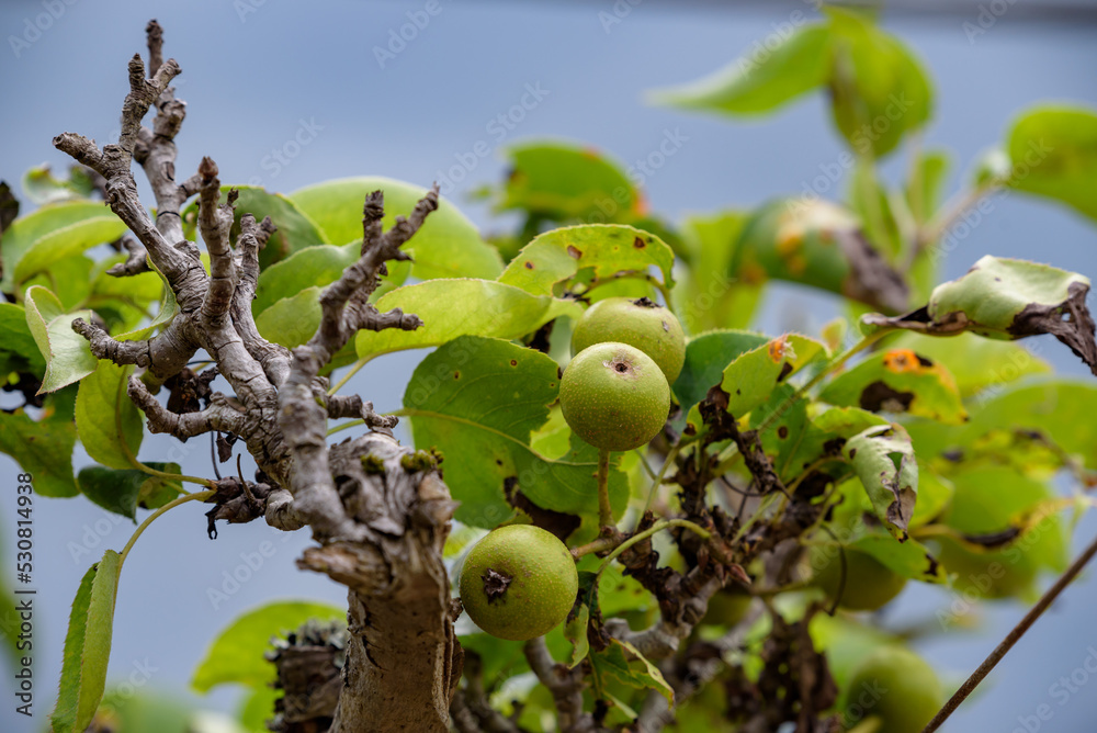 Young fruits of Japanese pear, on the branch