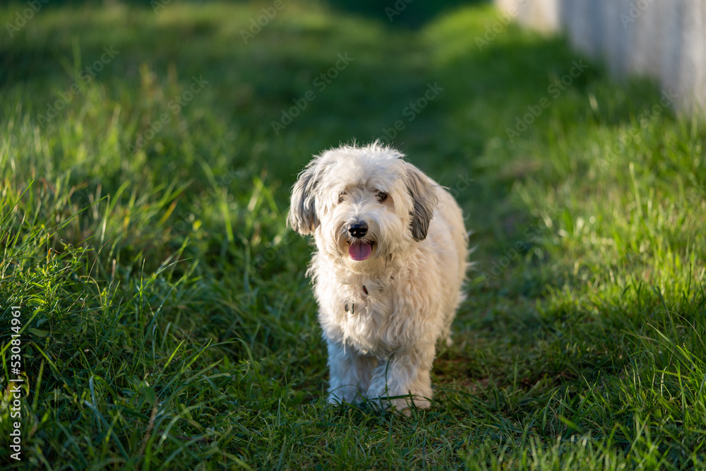 Bichon Havanais - Havanese Dog on grass Bichon Havanais - Havanese Dog on grass
